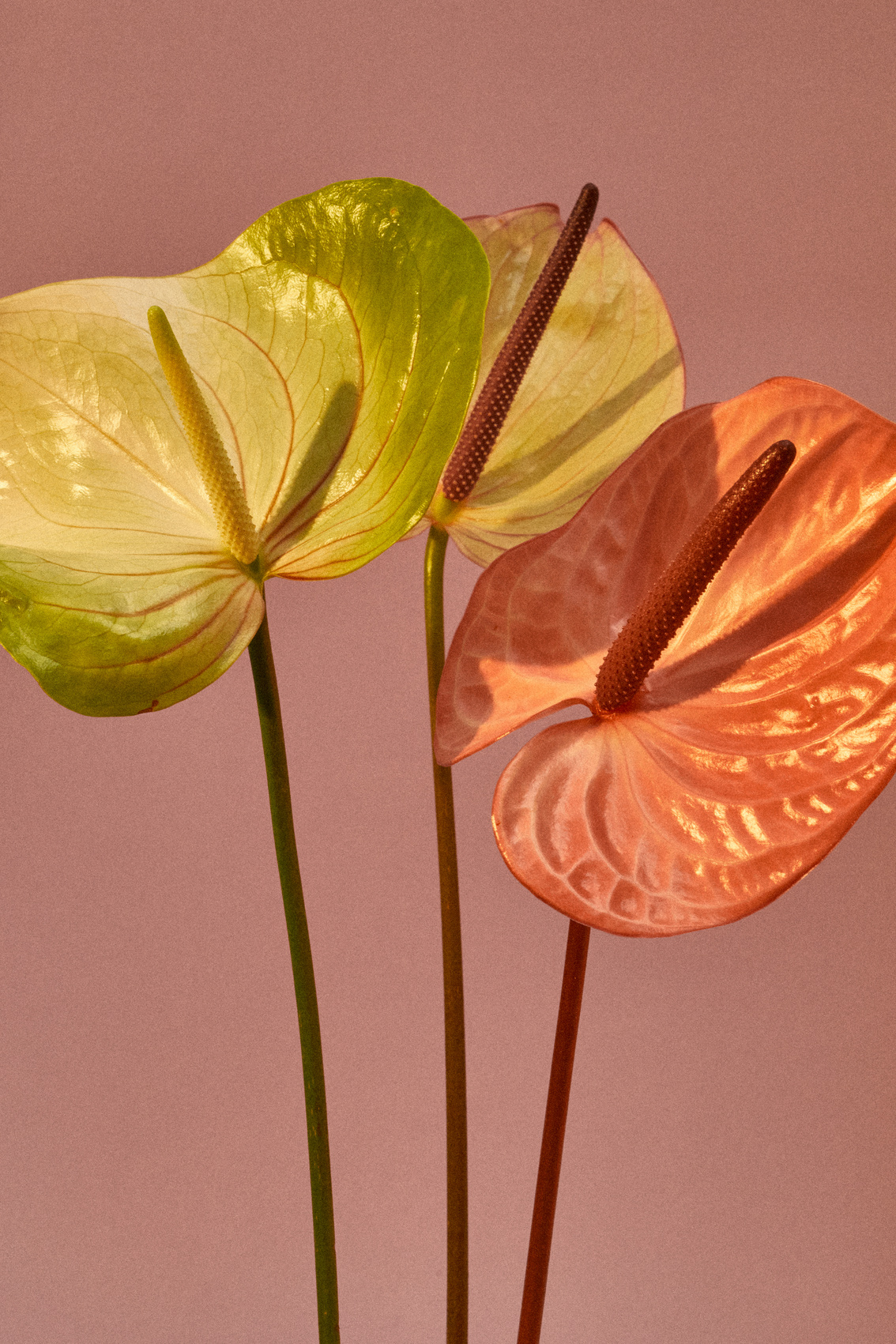 Anthurium on Pink Background